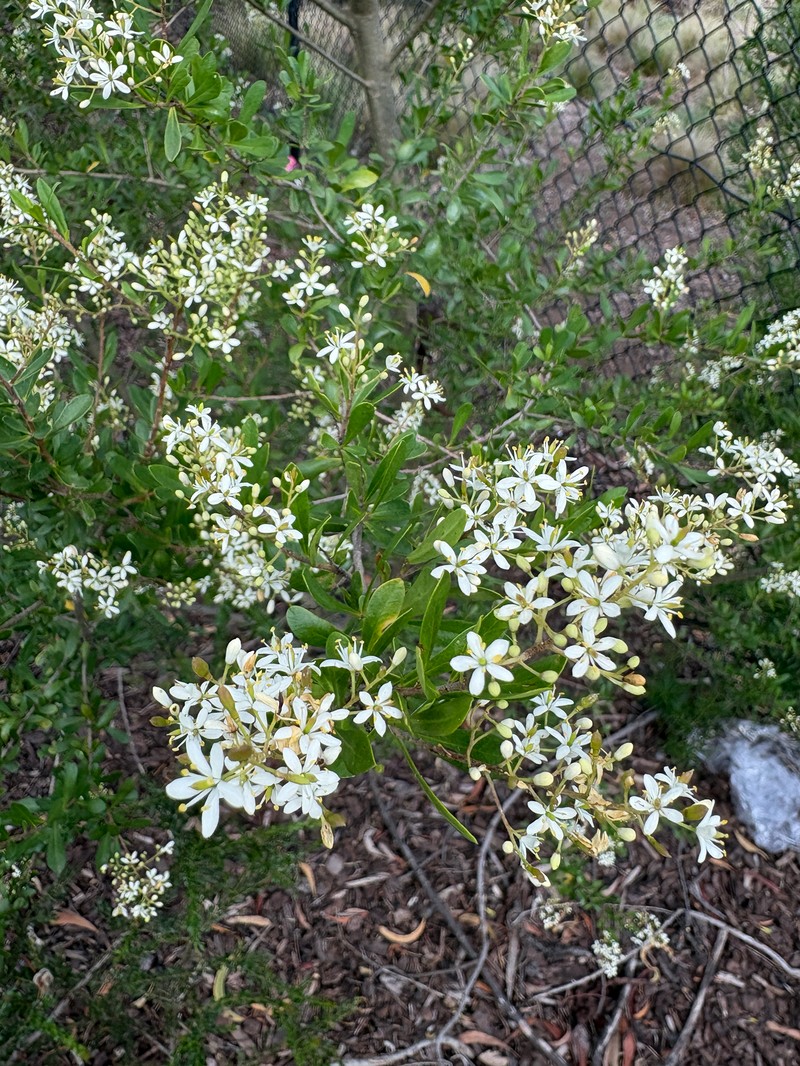 Bursaria spinosa subsp. spinosa