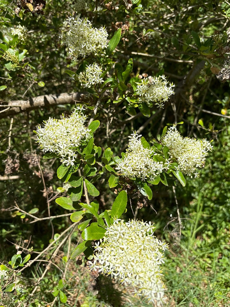 Bursaria spinosa subsp. spinosa photo 2