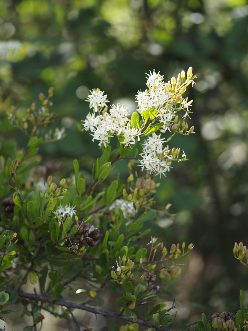Bursaria spinosa subsp. spinosa photo 3