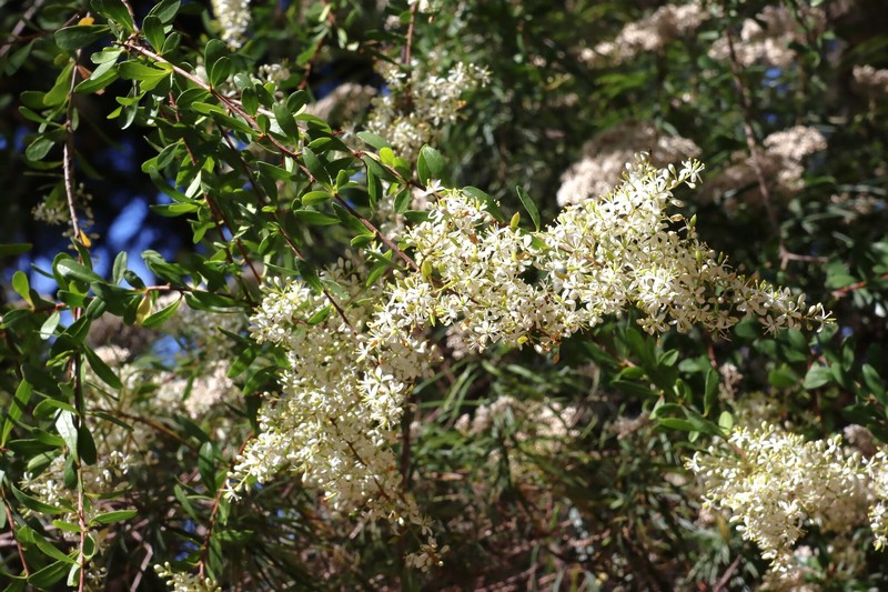 Bursaria spinosa subsp. spinosa photo 4
