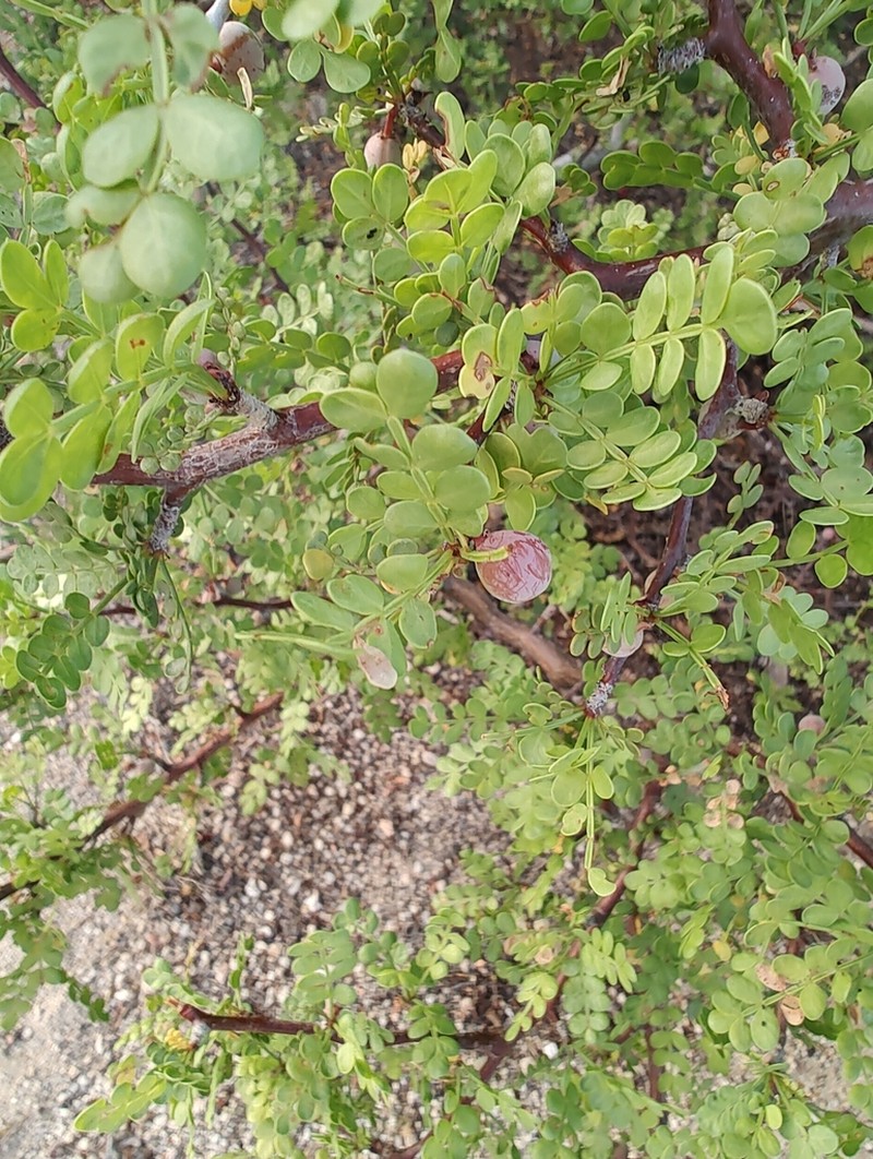 Bursera exequielii