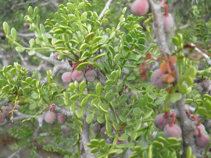 Bursera exequielii photo 2