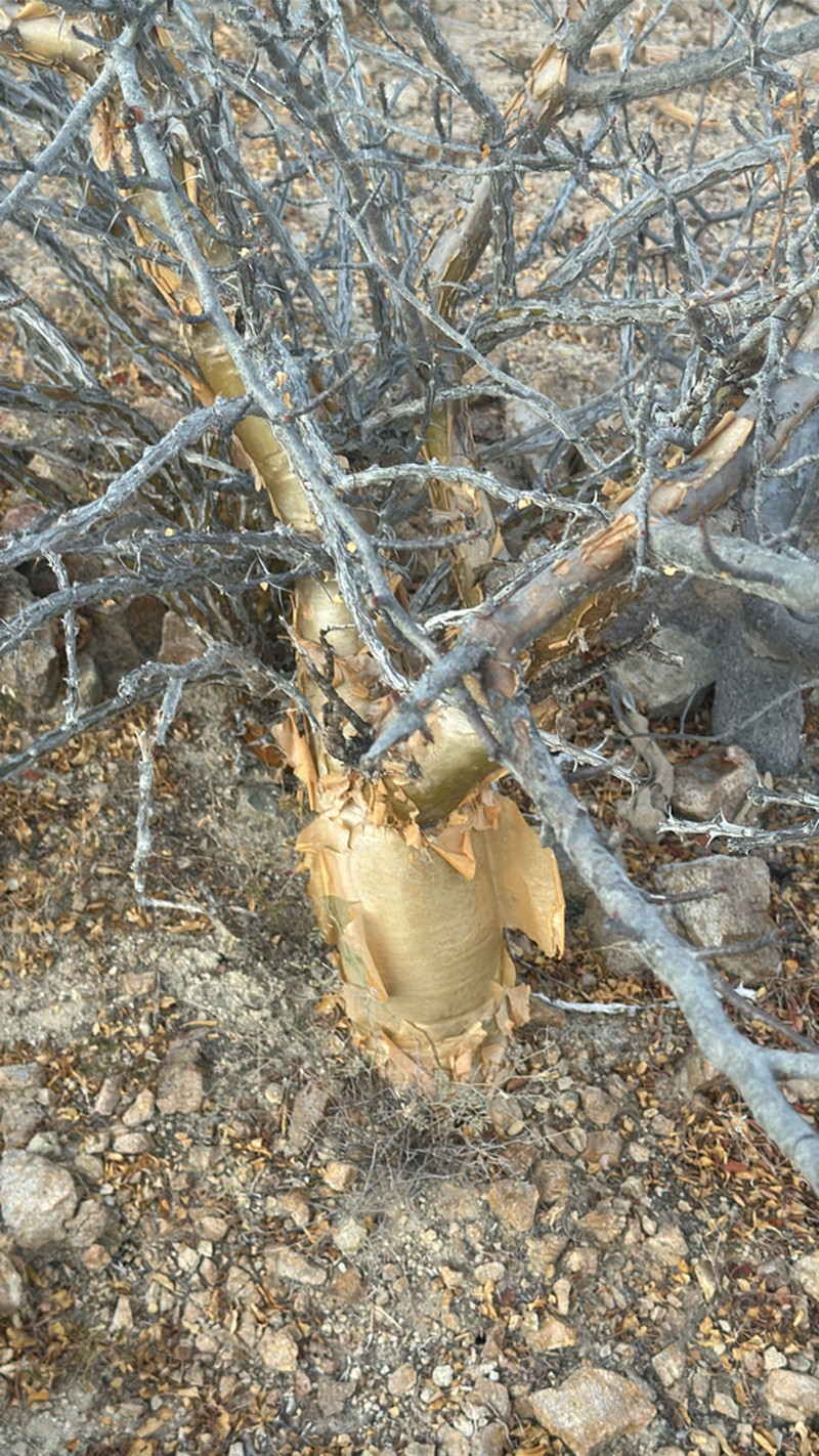 Bursera exequielii photo 3