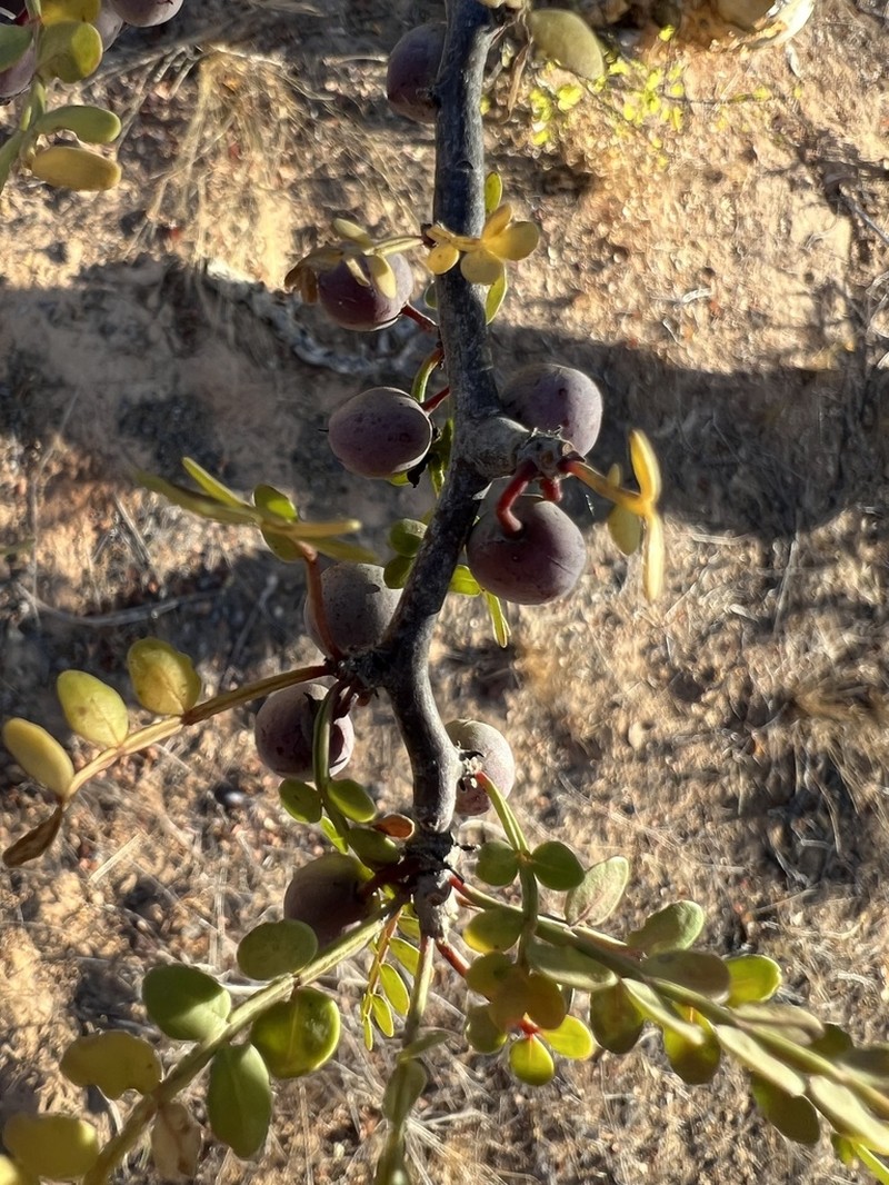 Bursera exequielii photo 4