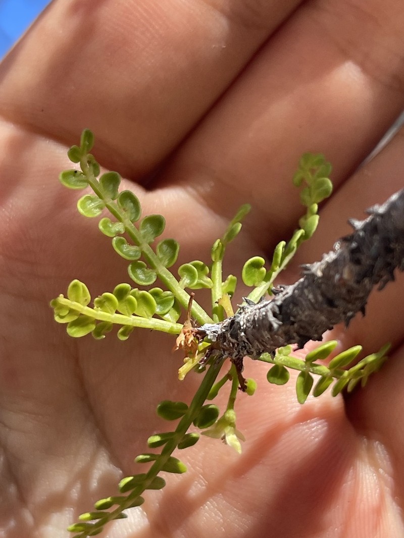 Bursera exequielii photo 5