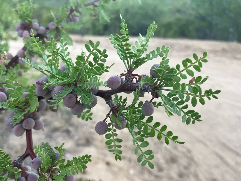 Bursera exequielii photo 6