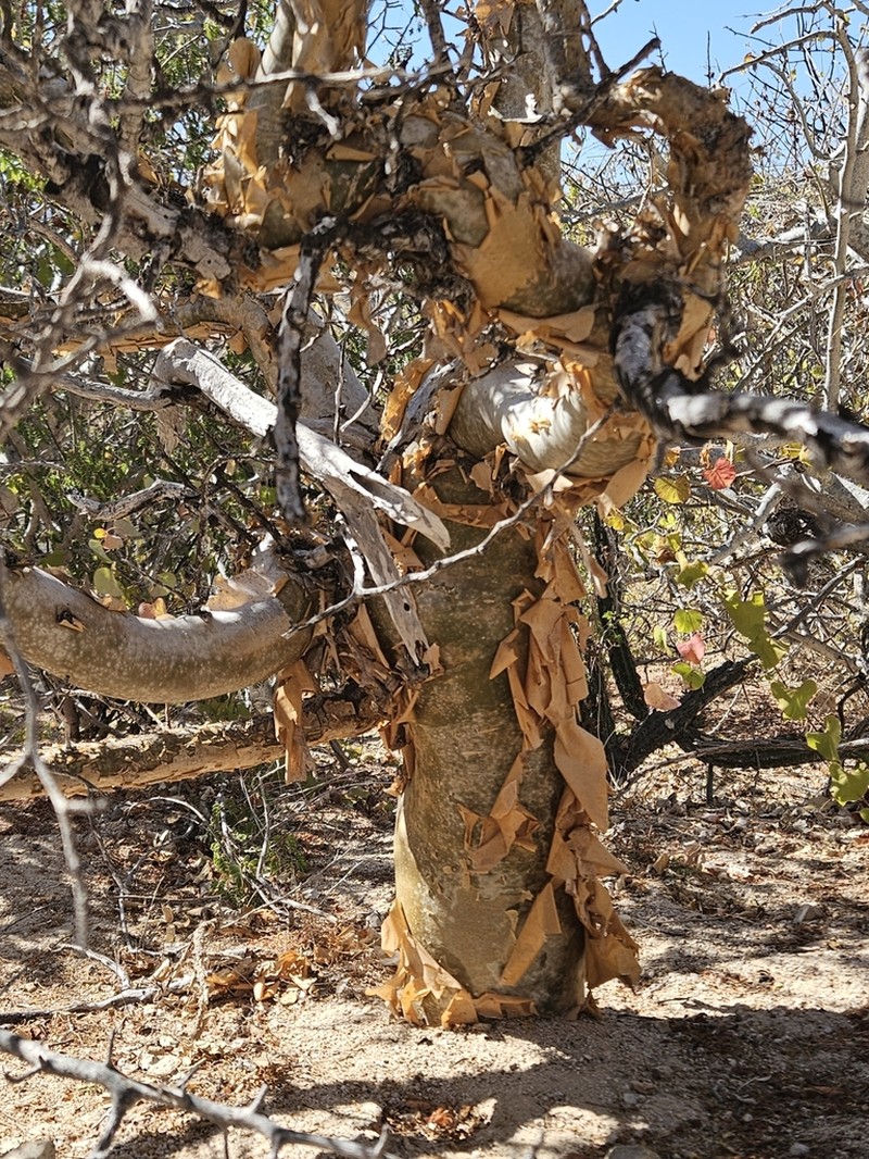 Bursera exequielii photo 7
