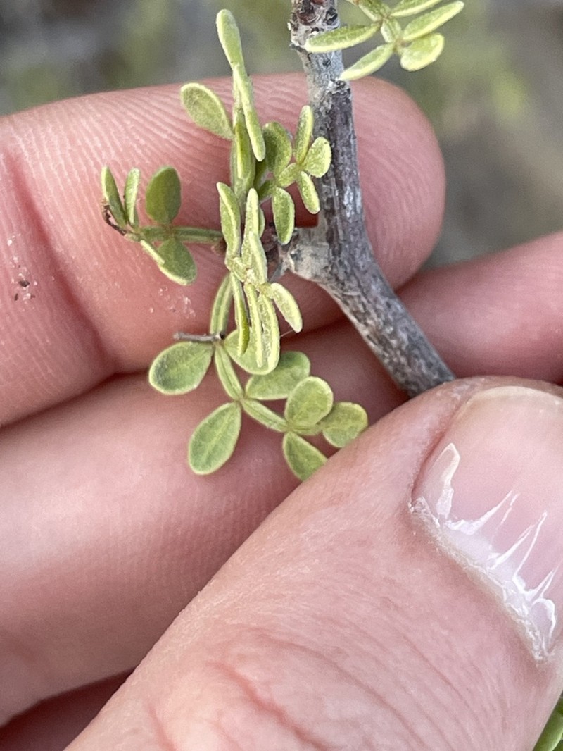 Bursera exequielii photo 8