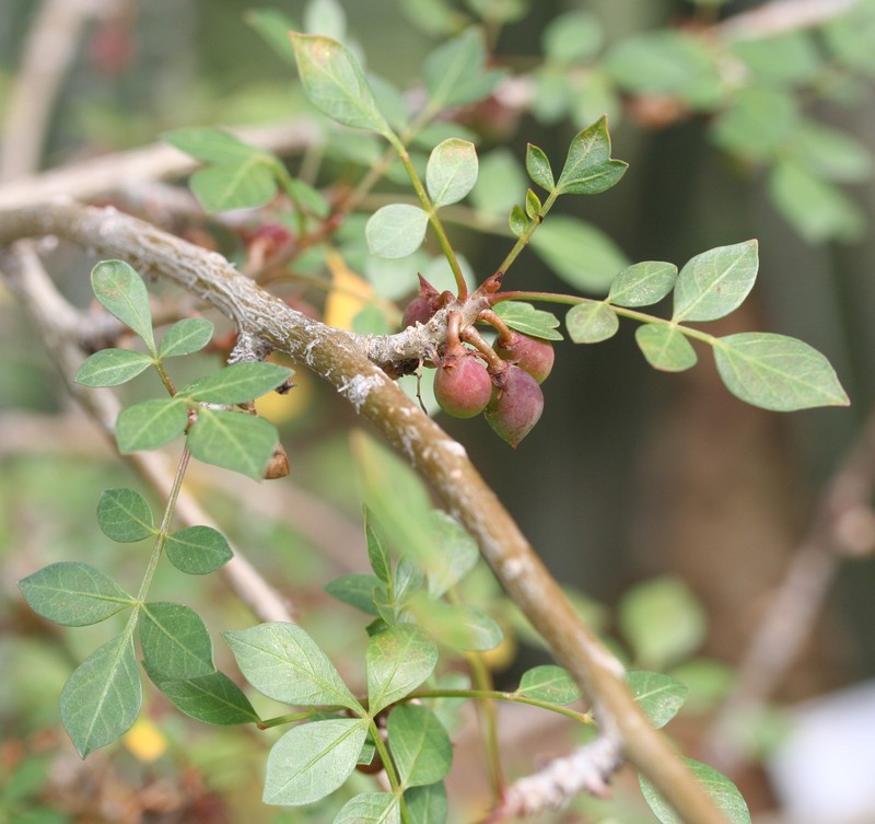 Fragrant Bursera