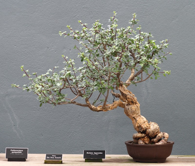 Fragrant Bursera photo 2