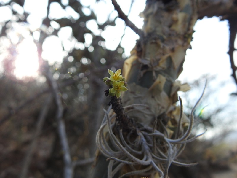 Fragrant Bursera photo 3