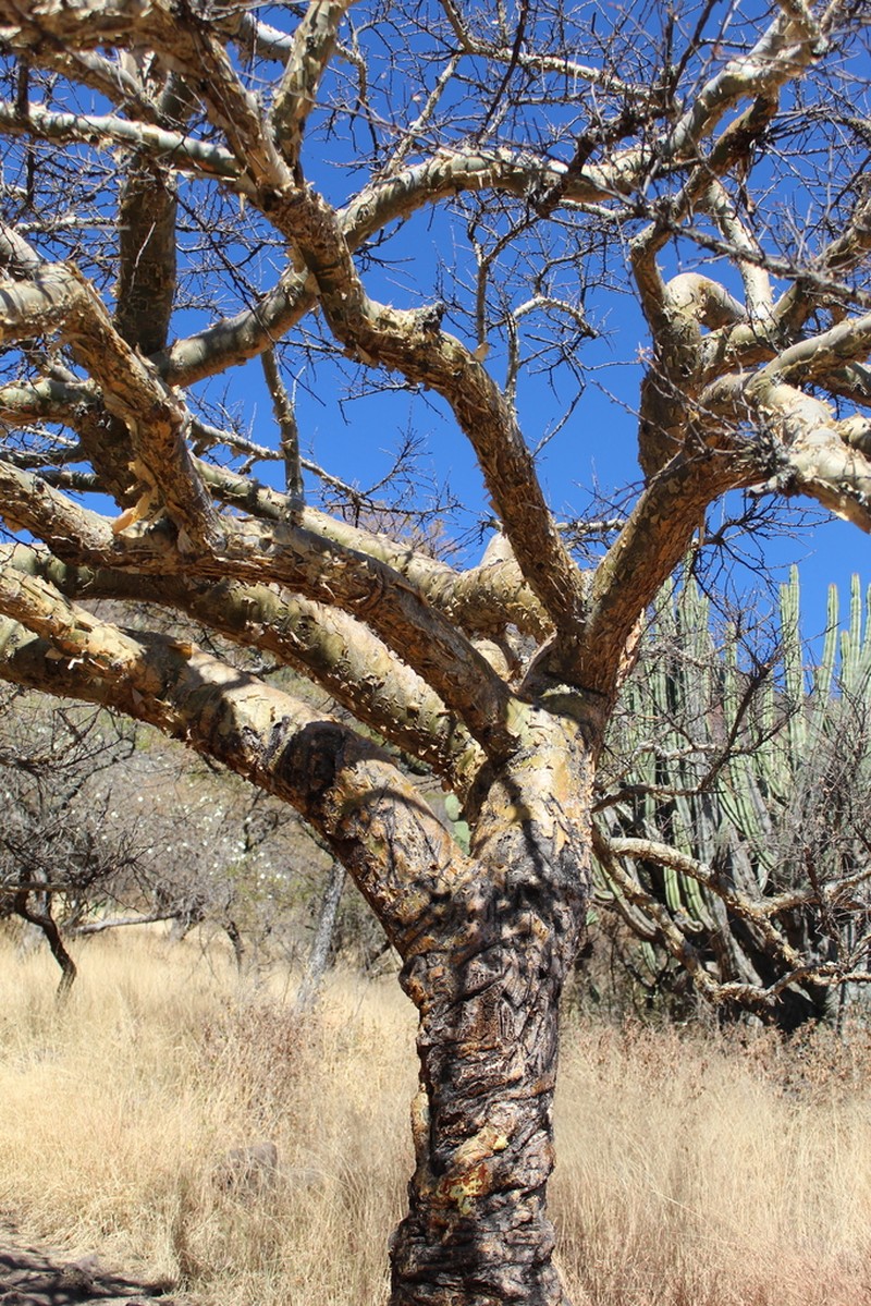 Fragrant Bursera photo 4