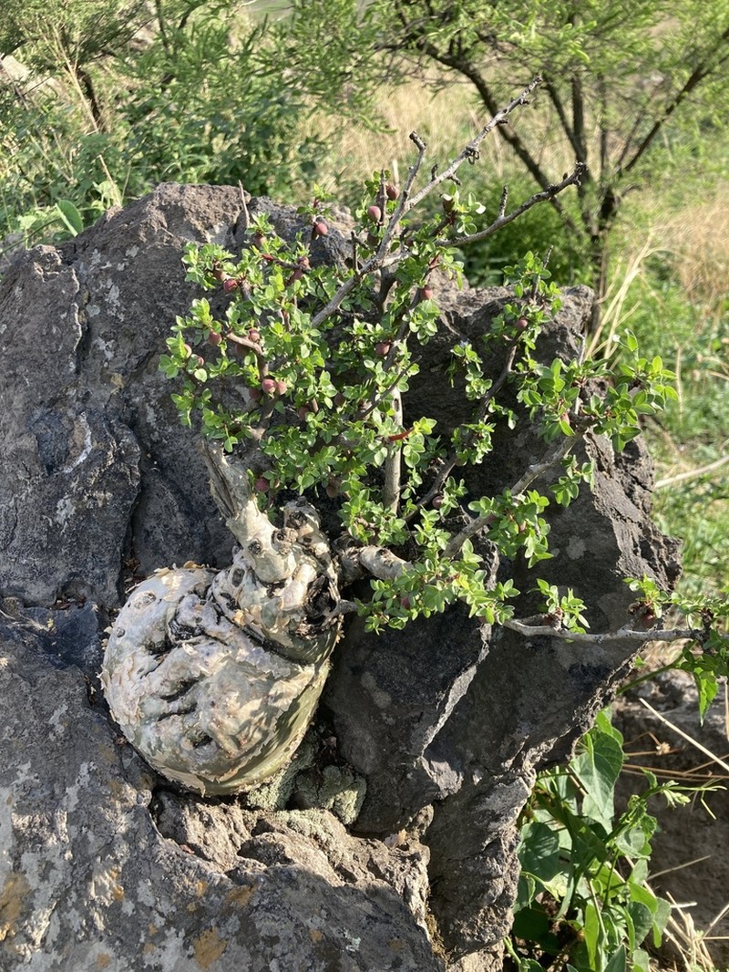 Fragrant Bursera photo 5