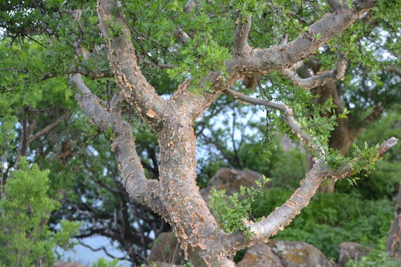 Fragrant Bursera photo 6