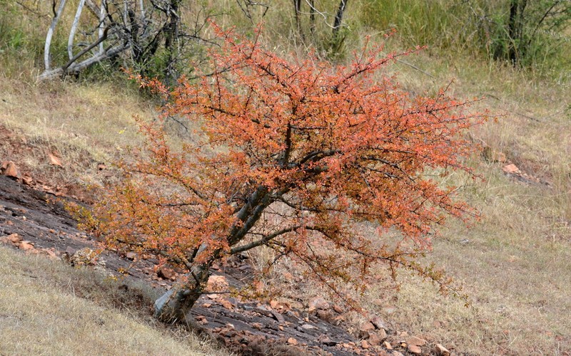 Fragrant Bursera photo 7