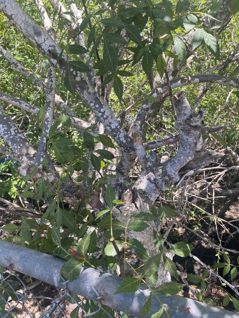 Bursera graveolens subsp. graveolens