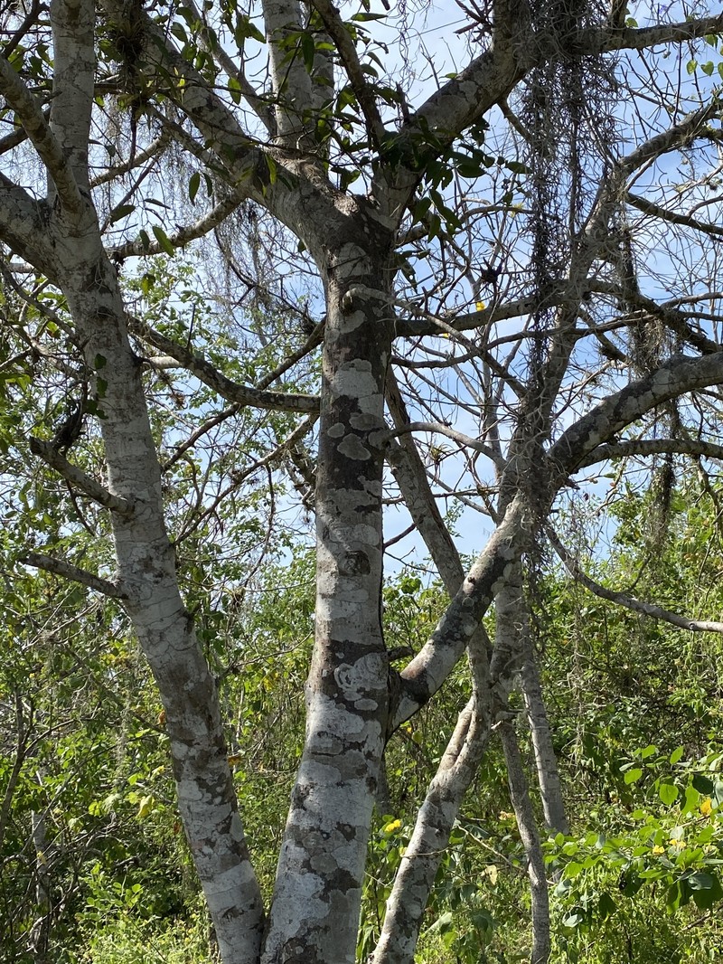 Bursera graveolens subsp. graveolens photo 2