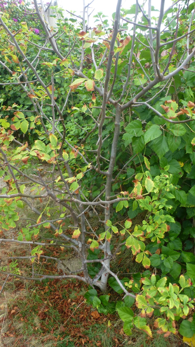 Bursera graveolens subsp. graveolens photo 4