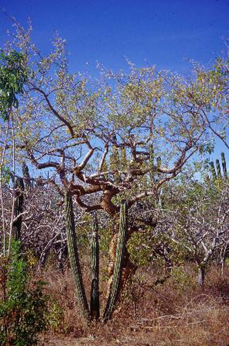 Elephant Tree photo 2