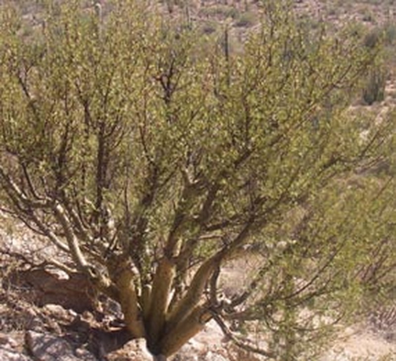 Elephant Tree photo 3