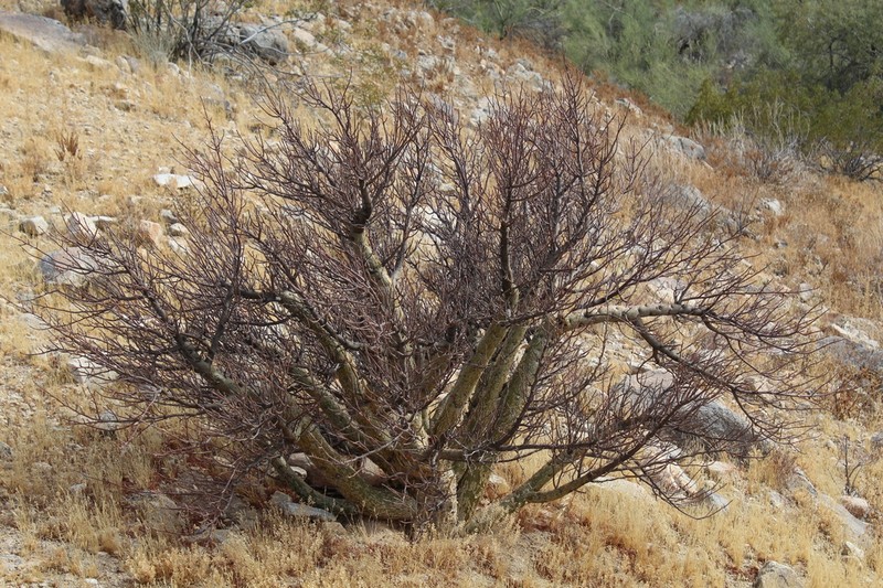 Elephant Tree photo 5