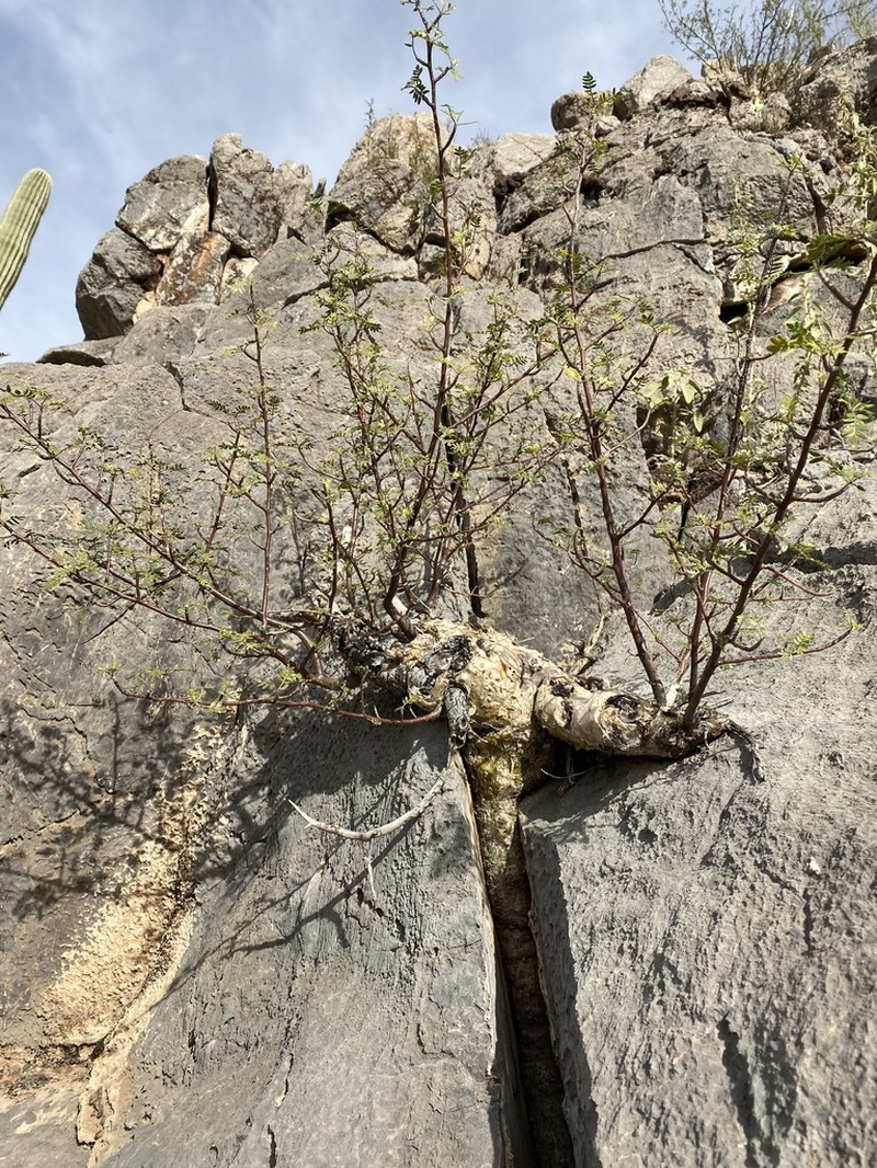 Elephant Tree photo 6