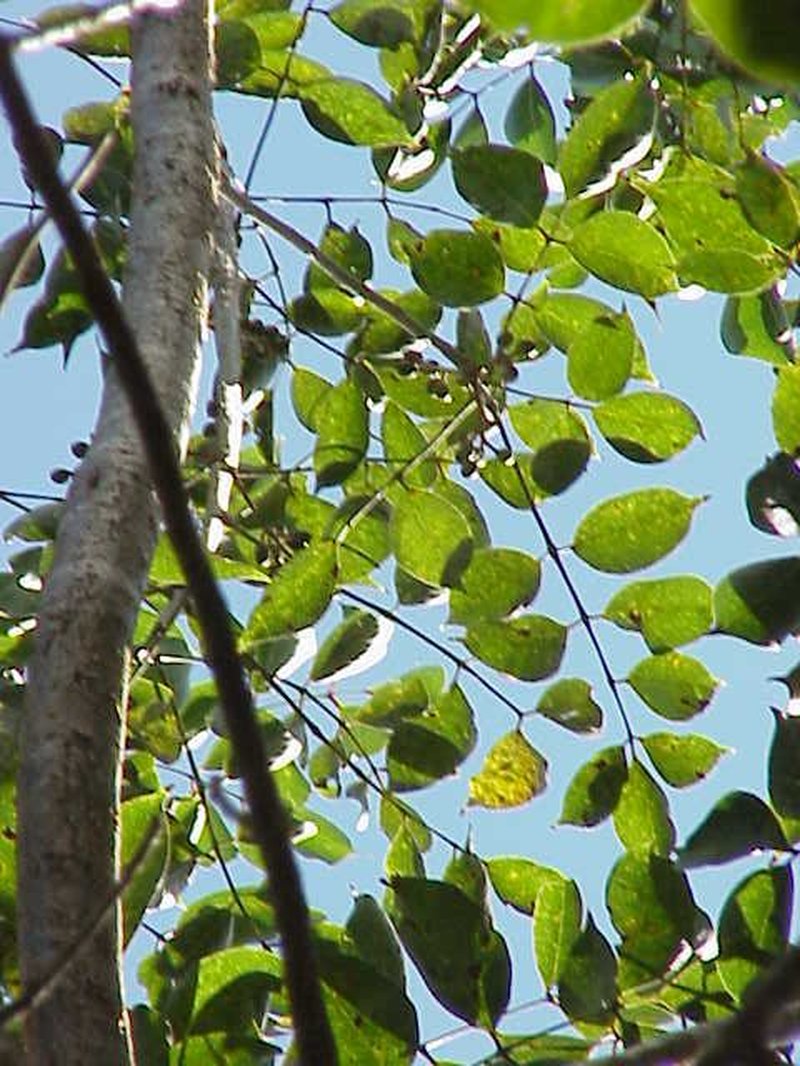 Gumbo Limbo