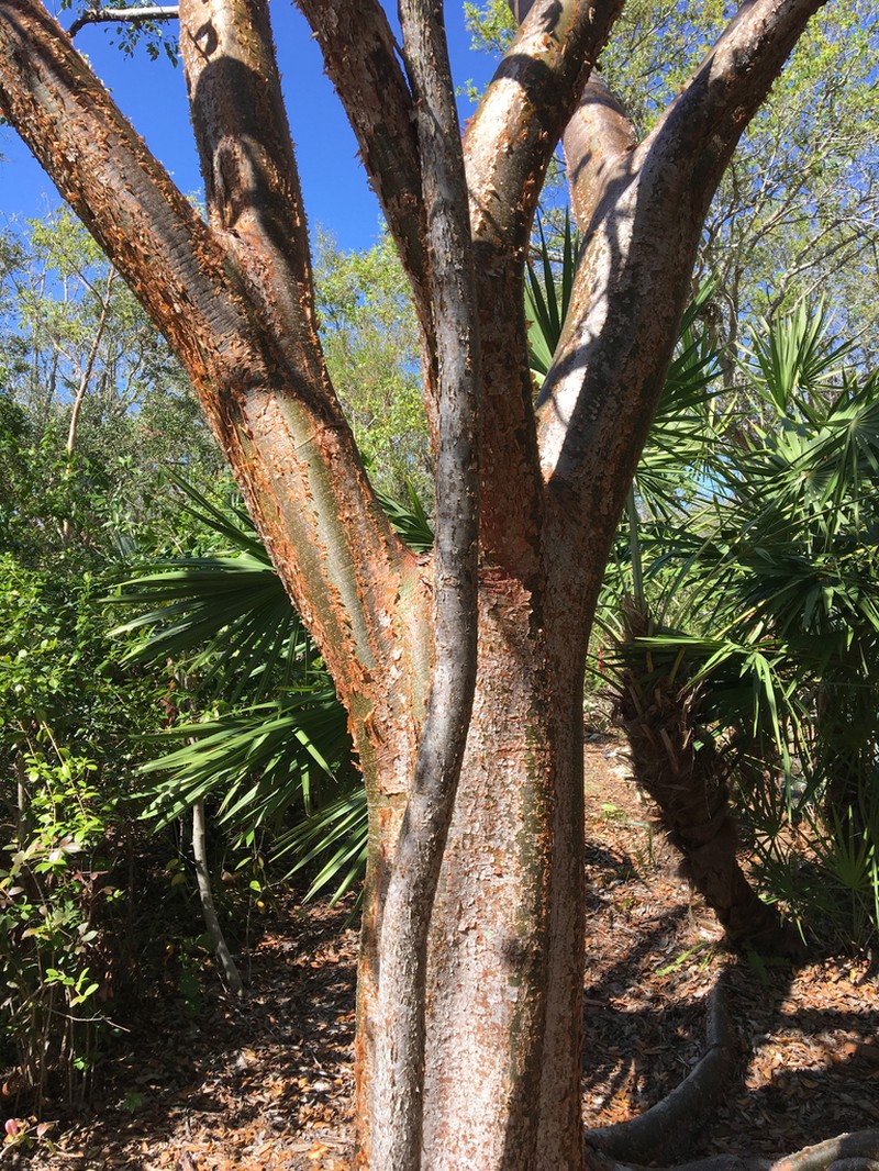 Gumbo Limbo photo 2