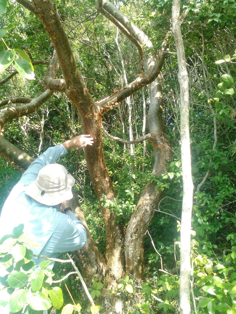 Gumbo Limbo photo 5