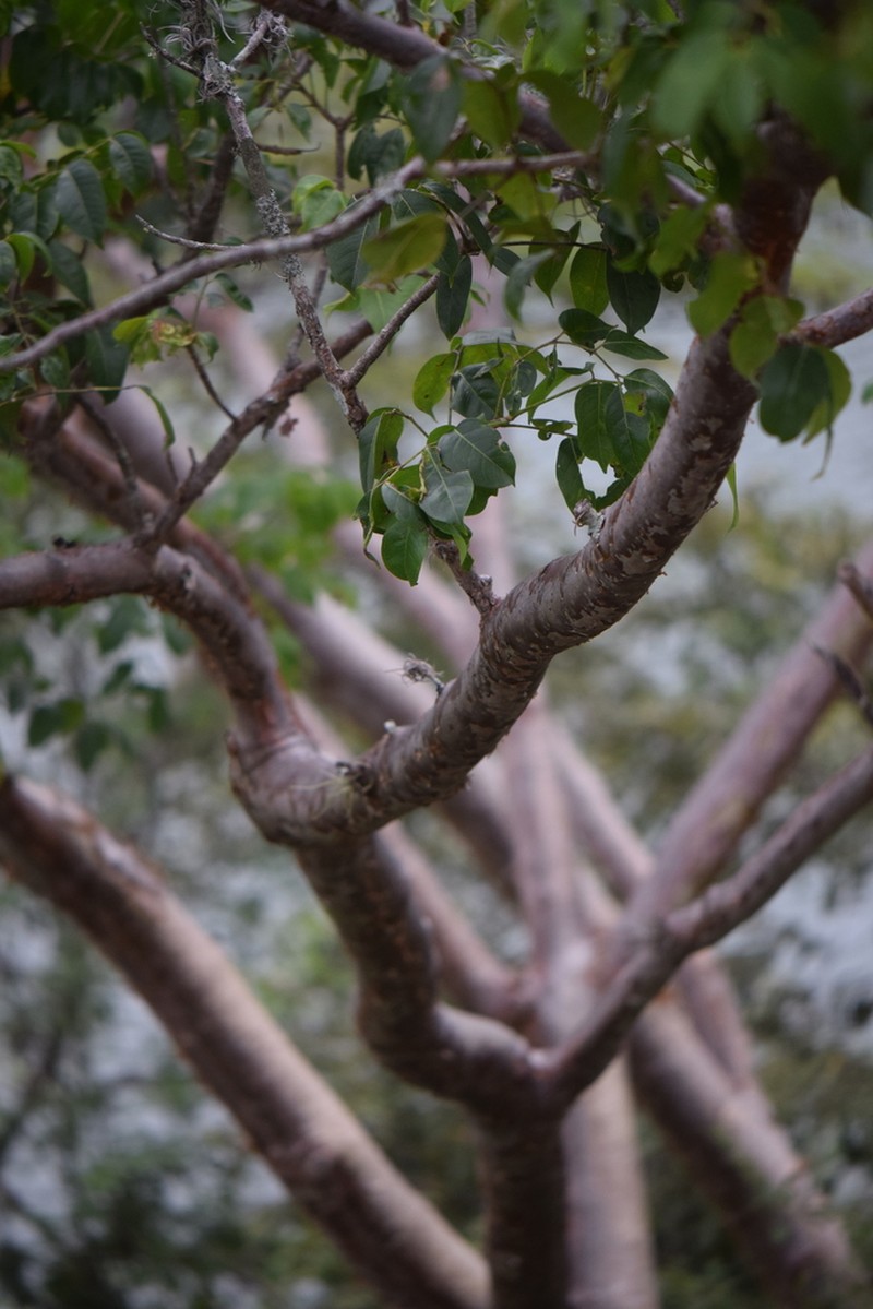 Gumbo Limbo photo 6