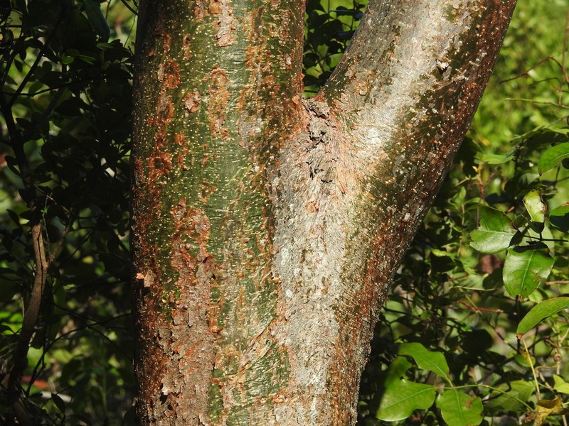 Gumbo Limbo photo 8