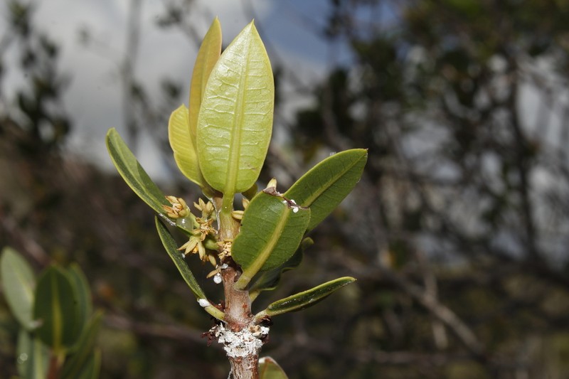 Bursera yaterensis