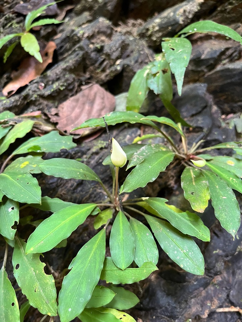 Burttianthus caulescens