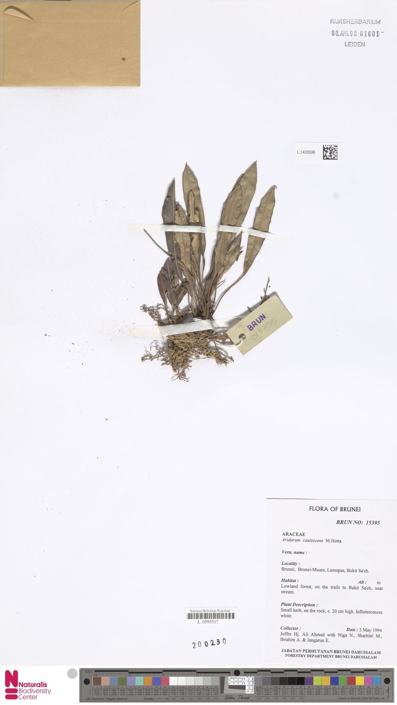 Burttianthus caulescens photo 2
