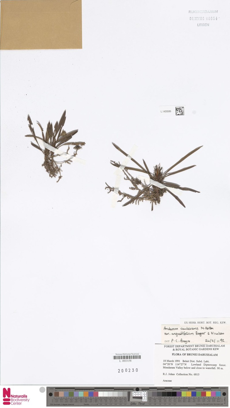 Burttianthus caulescens photo 3
