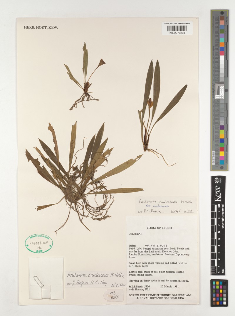 Burttianthus caulescens photo 4
