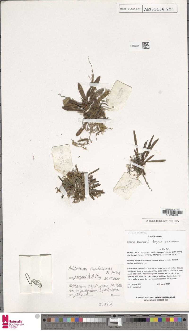 Burttianthus caulescens photo 5