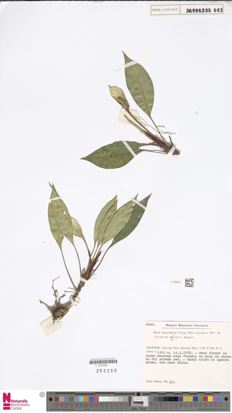 Burttianthus hansenii