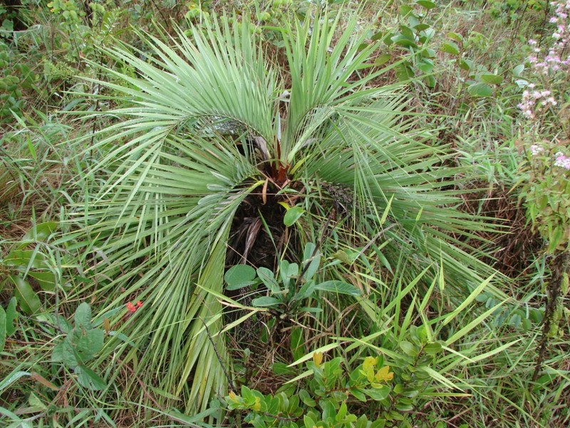 Butia archeri