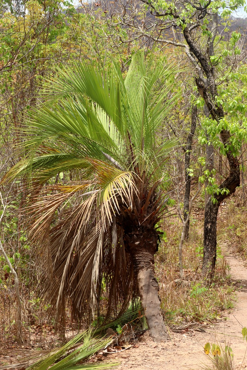 Butia archeri photo 2