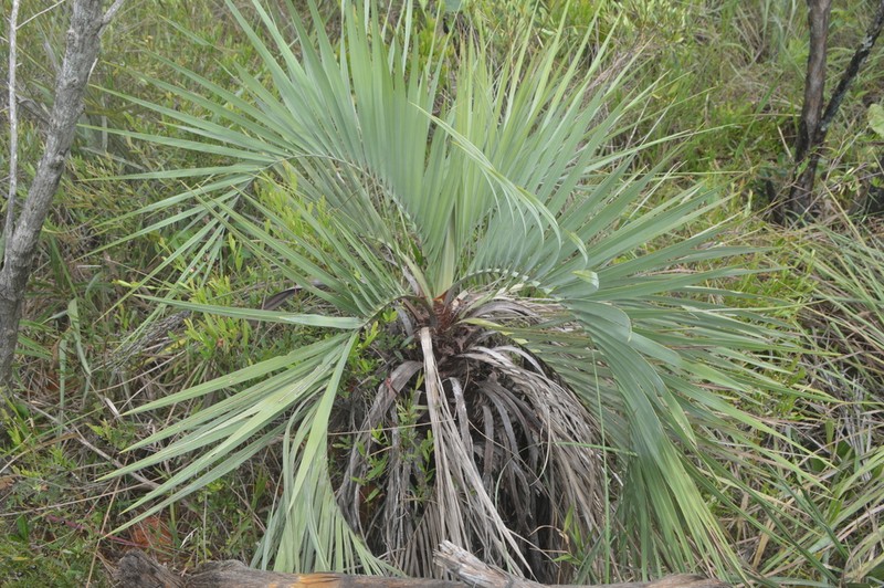 Butia archeri photo 3