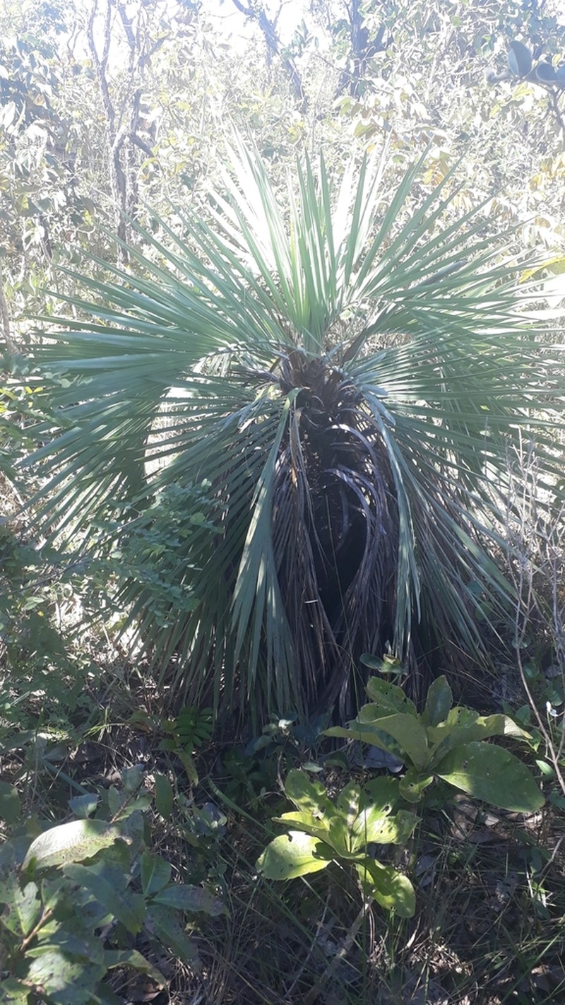 Butia archeri photo 4