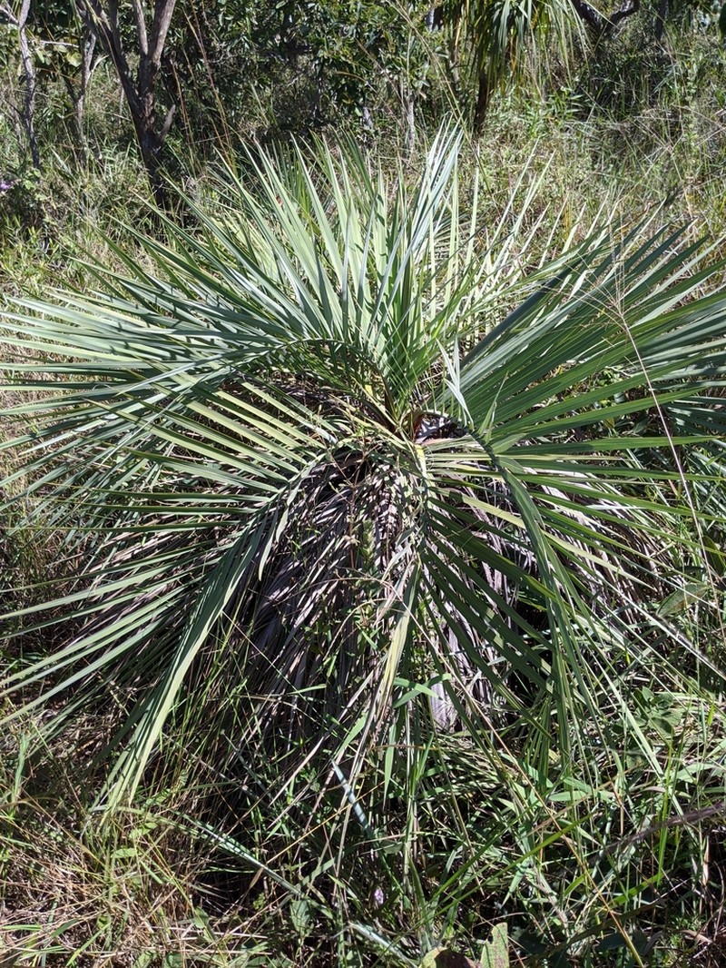 Butia archeri photo 5