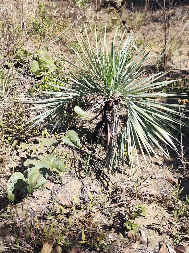 Butia archeri photo 6