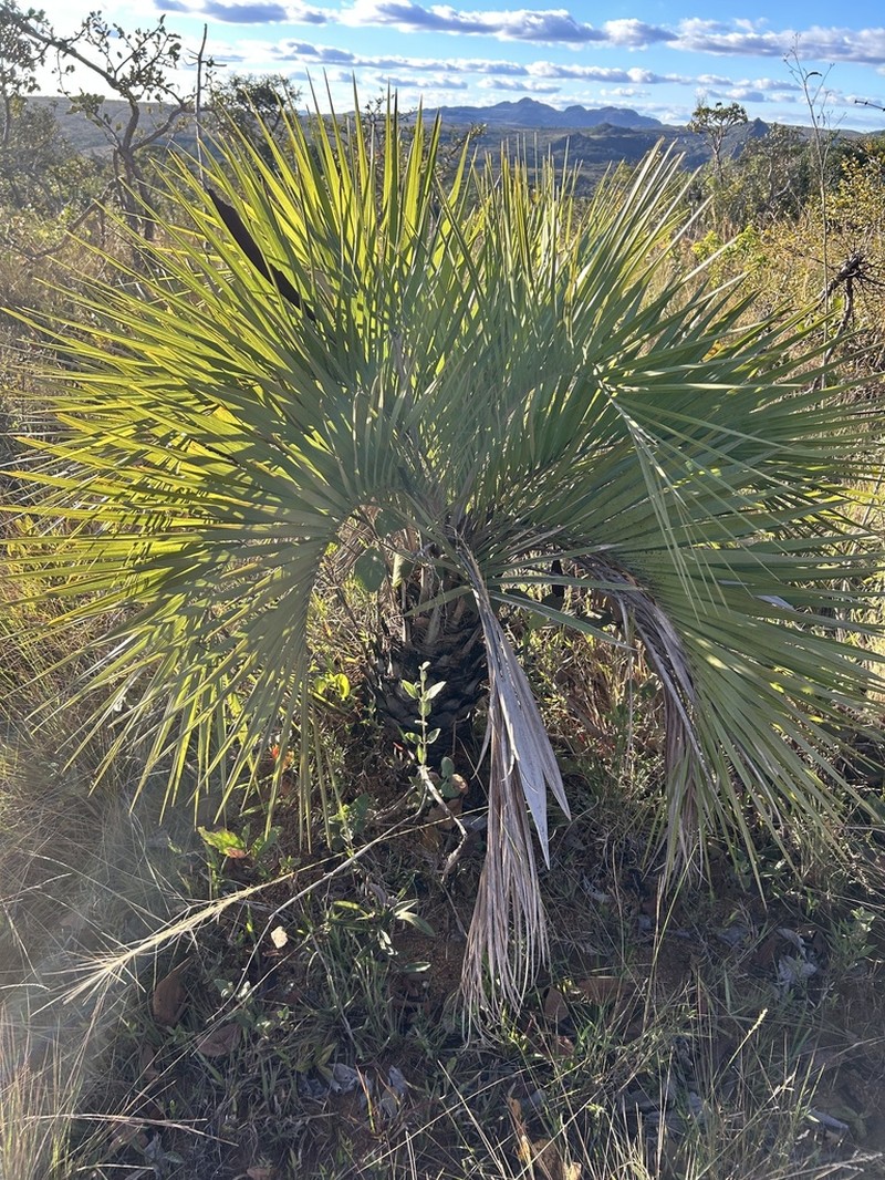 Butia archeri photo 7