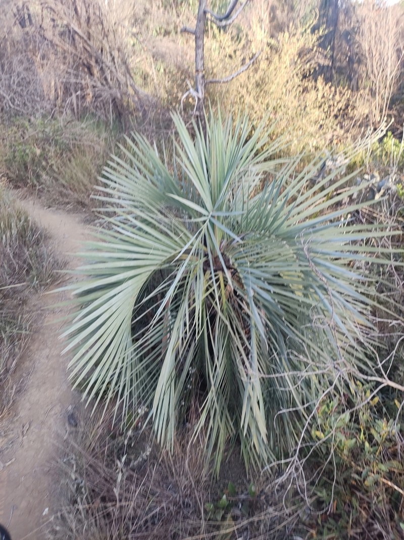 Butia archeri photo 8