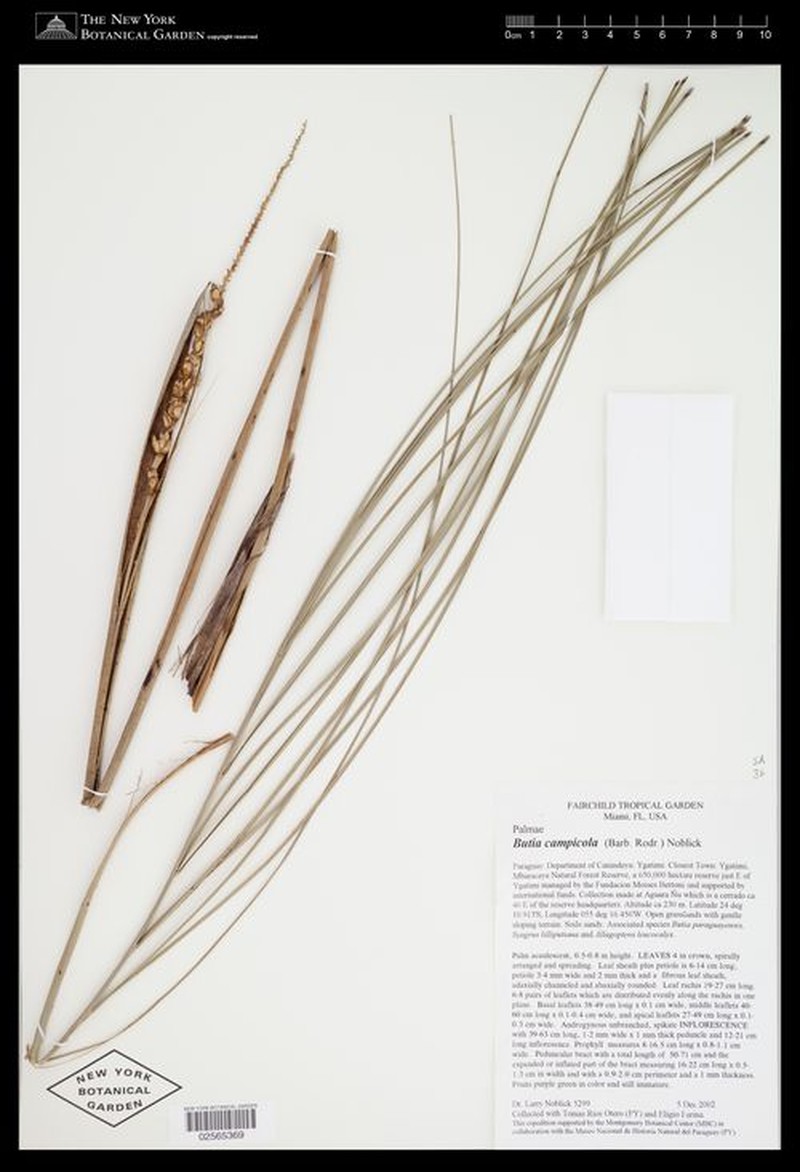 Butia campicola