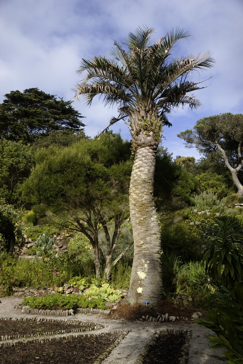 South American Jelly Palm photo 2
