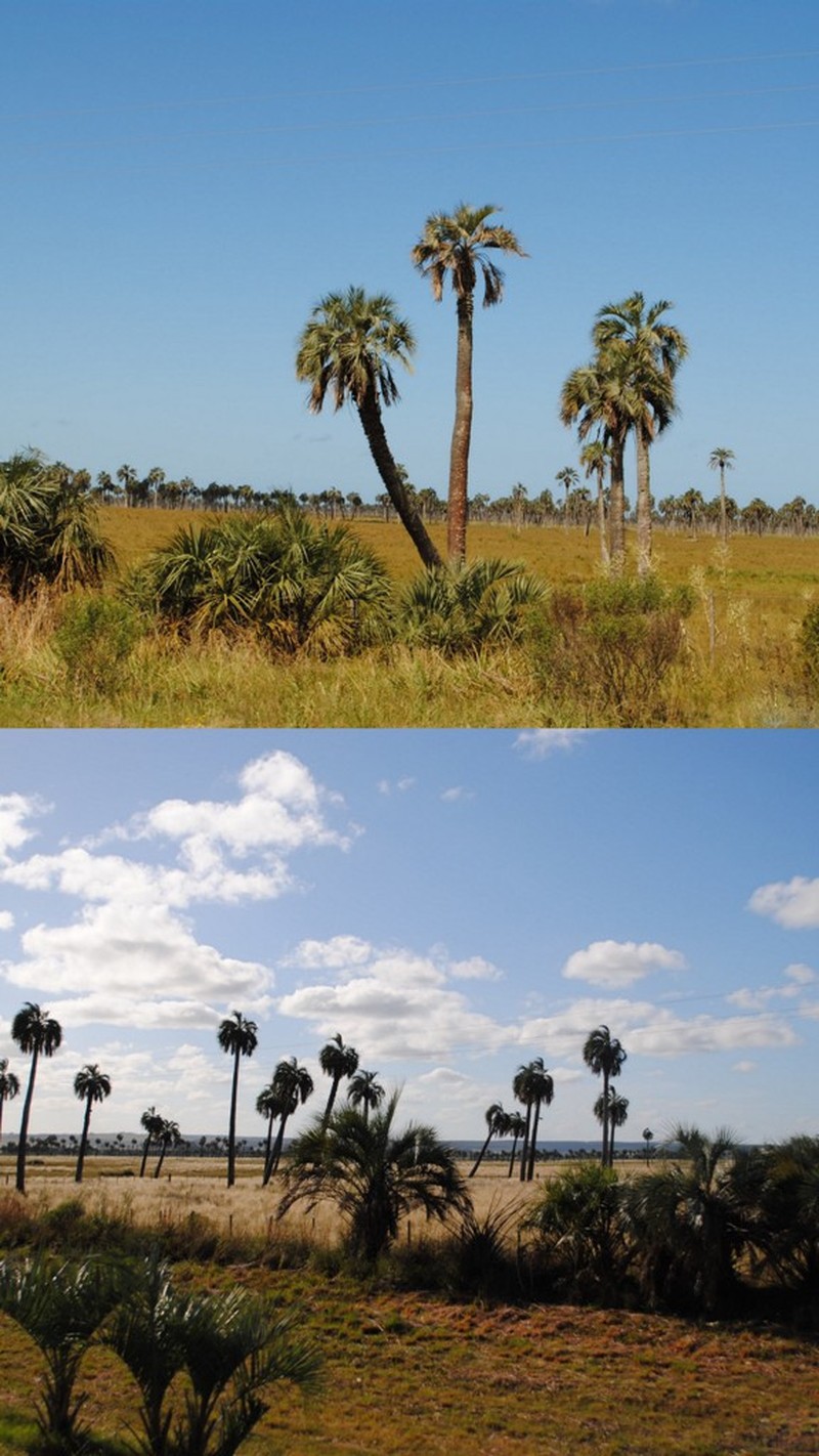 South American Jelly Palm photo 3