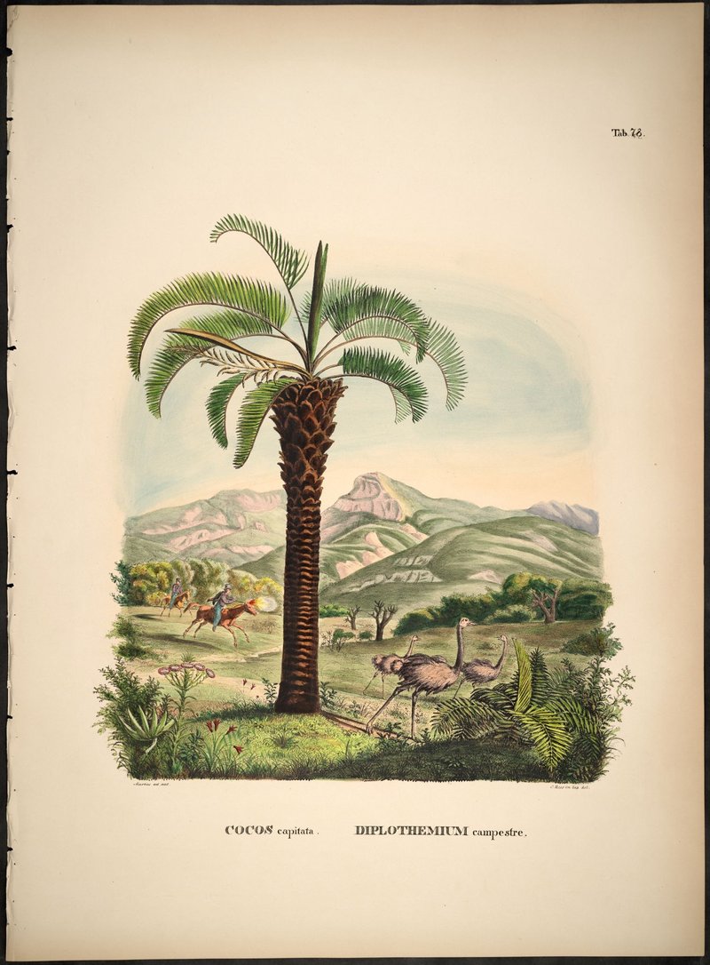 South American Jelly Palm